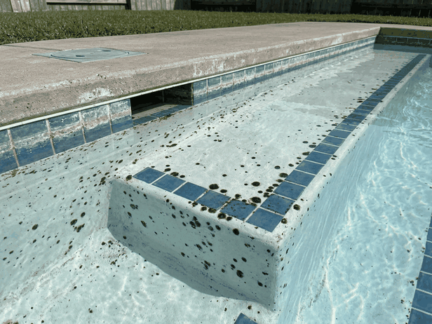 Small black algae spots on white pool plaster under clear water